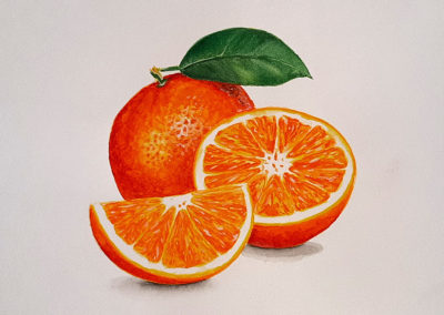Нарисовать апельсин акварелью. Апельсин в разрезе