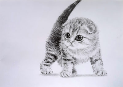 Как нарисовать котенка поэтапно карандашом
