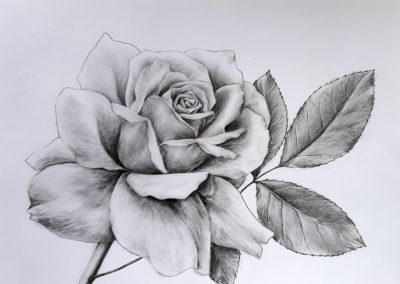 нарисовать розу карандашом поэтапно