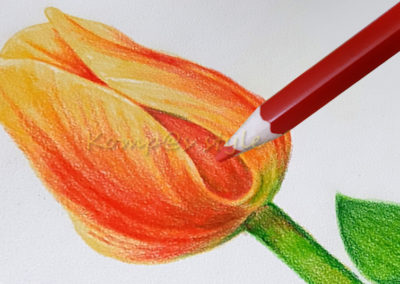 нарисовать тюльпан легко и красиво поэтапно