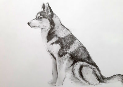 Нарисовать собаку Хаски карандашом